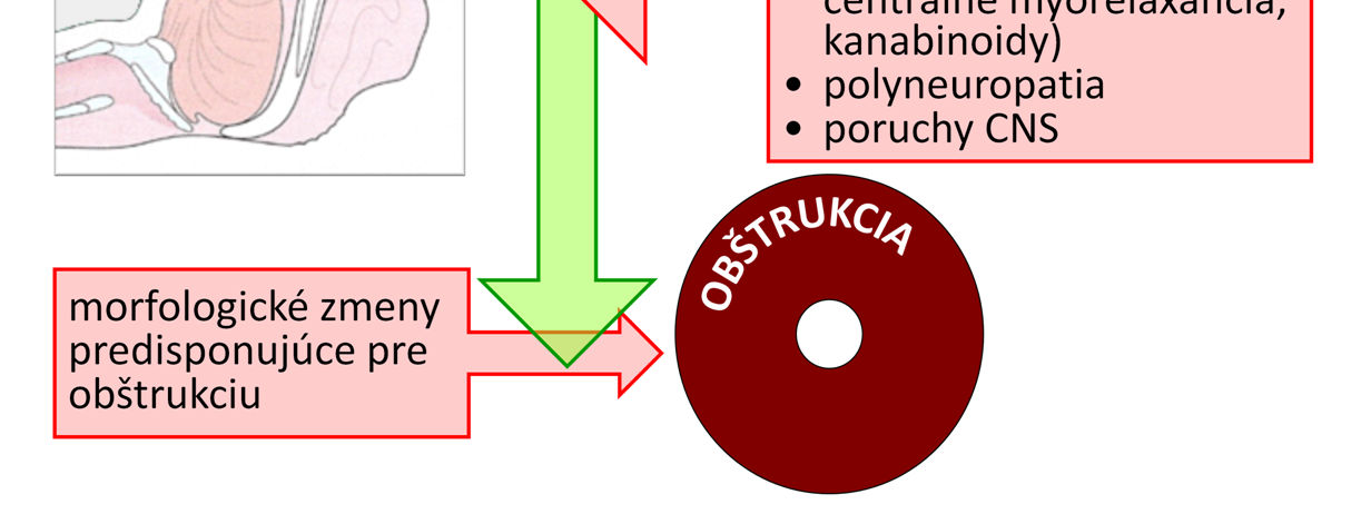 V paradoxnom (REM) spánku dochádza dokonca k úplnej atónii väčšiny priečne pruhovaných svalov.