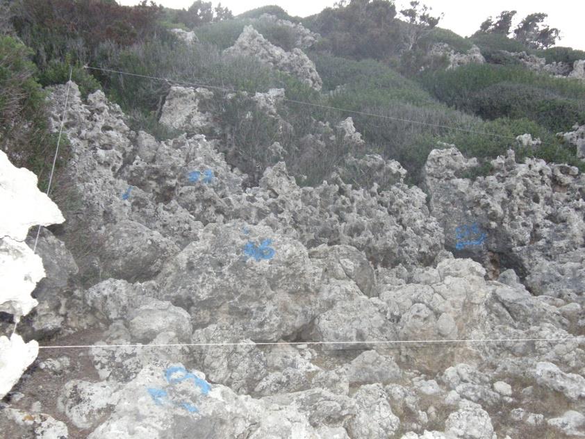 σε 30 δειγματοληπτικά τετράγωνα 100m 2 το καθένα (15 ανά ενδιαίτημα) Gilbert et al.