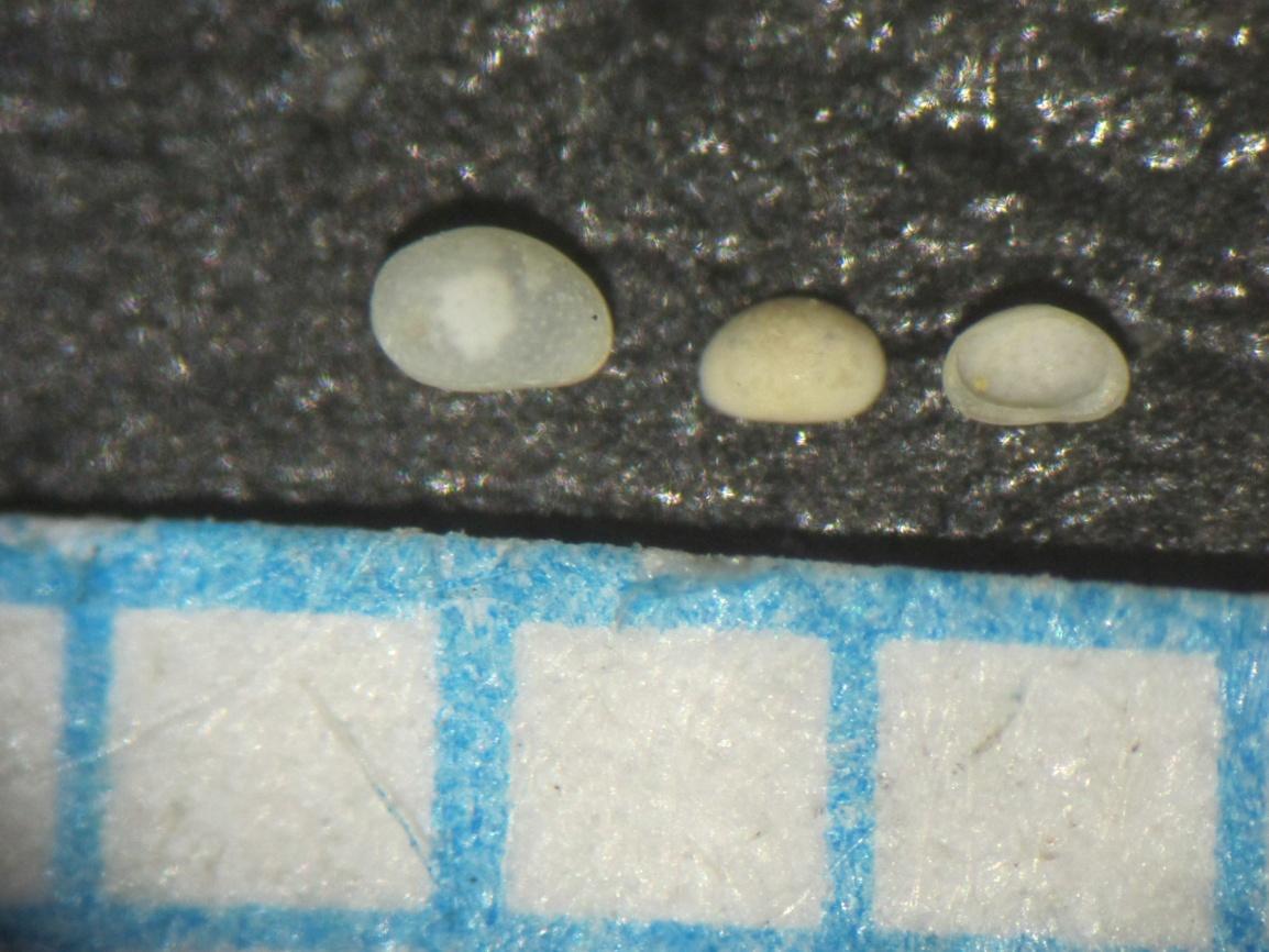Εικόνα 35. Αριστερά είναι η εσωτερική όψη αριστερής θυρίδας ενός ενήλικου είδους Aurila lancaeformis και δεξιά η εξωτερική όψη αριστερής θυρίδας ενός νεαρού του ίδιου είδους. Εικόνα 36.