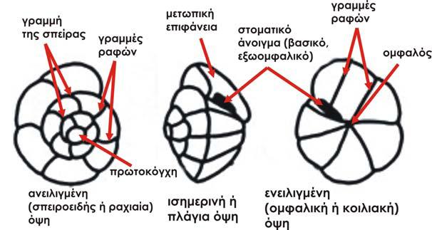 Εικόνα 16 : Μορφολογικά στοιχεία του κελύφους.