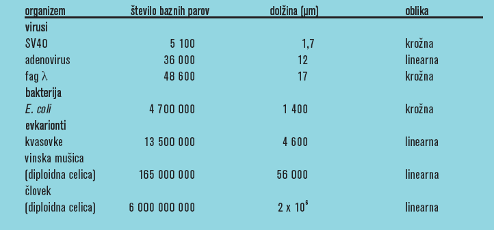 DNA Oblike, velikosti in število molekul DNA med organizmi se močno razlikujejo. Bakterije (E.