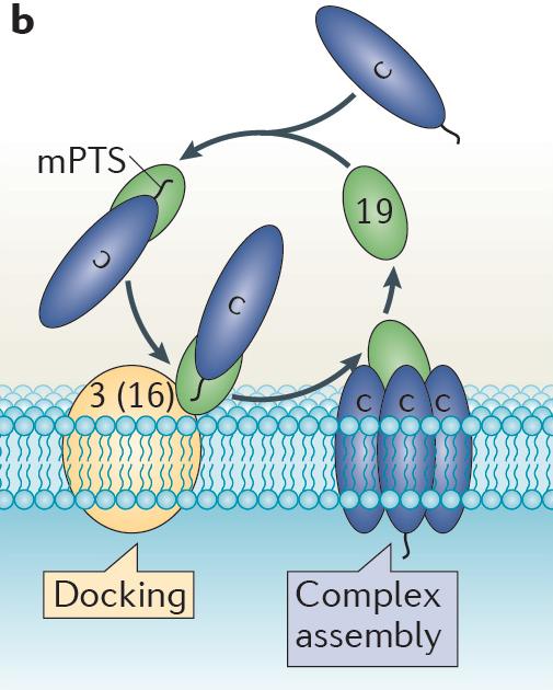 targeting to Y (class I proteins) 2) or targeting via the ER (class II proteins) CLASS-I proteins (most of the PMPs) 1.