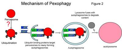 Αποικοδόμηση Υ Mechanism of Pexophagy Pexophagy: στόχευση Υ στο μονοπάτι αυτοφαγίας. Τα Υ σημαίνονται προς αποικοδόμηση διαμέσου της συσσώρευσης ubiquitinated membrane proteins.