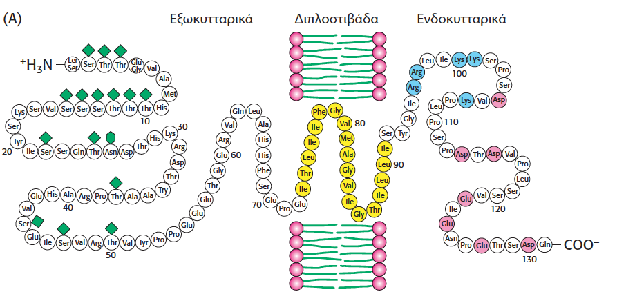 Αλληλουχία αμινοξέων και διαμεμβρανική τοποθέτηση