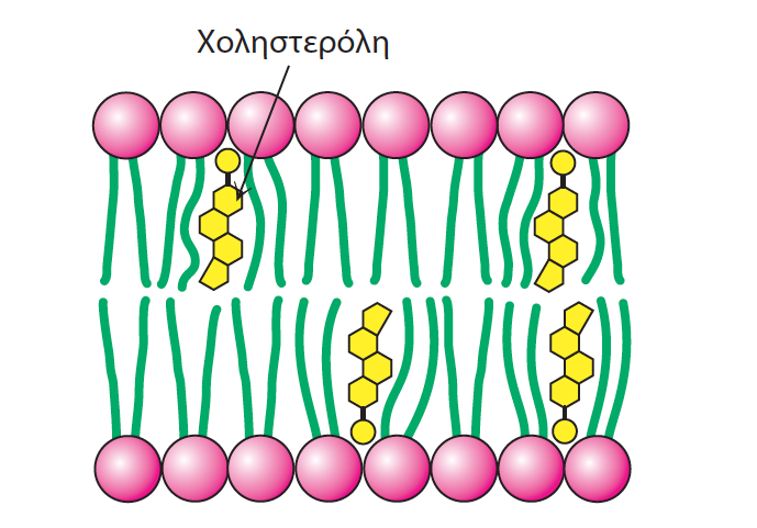 Η χοληστερόλη διαταράσσει την πολύ