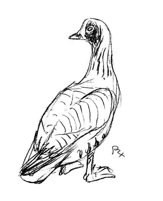 «Ταιριάσματα: είδη πουλιών» (α) α) Αργυροπελεκάνος