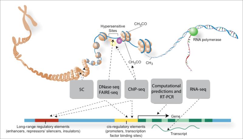 3/12/2013 Human Genomes http://www.1000genomes.