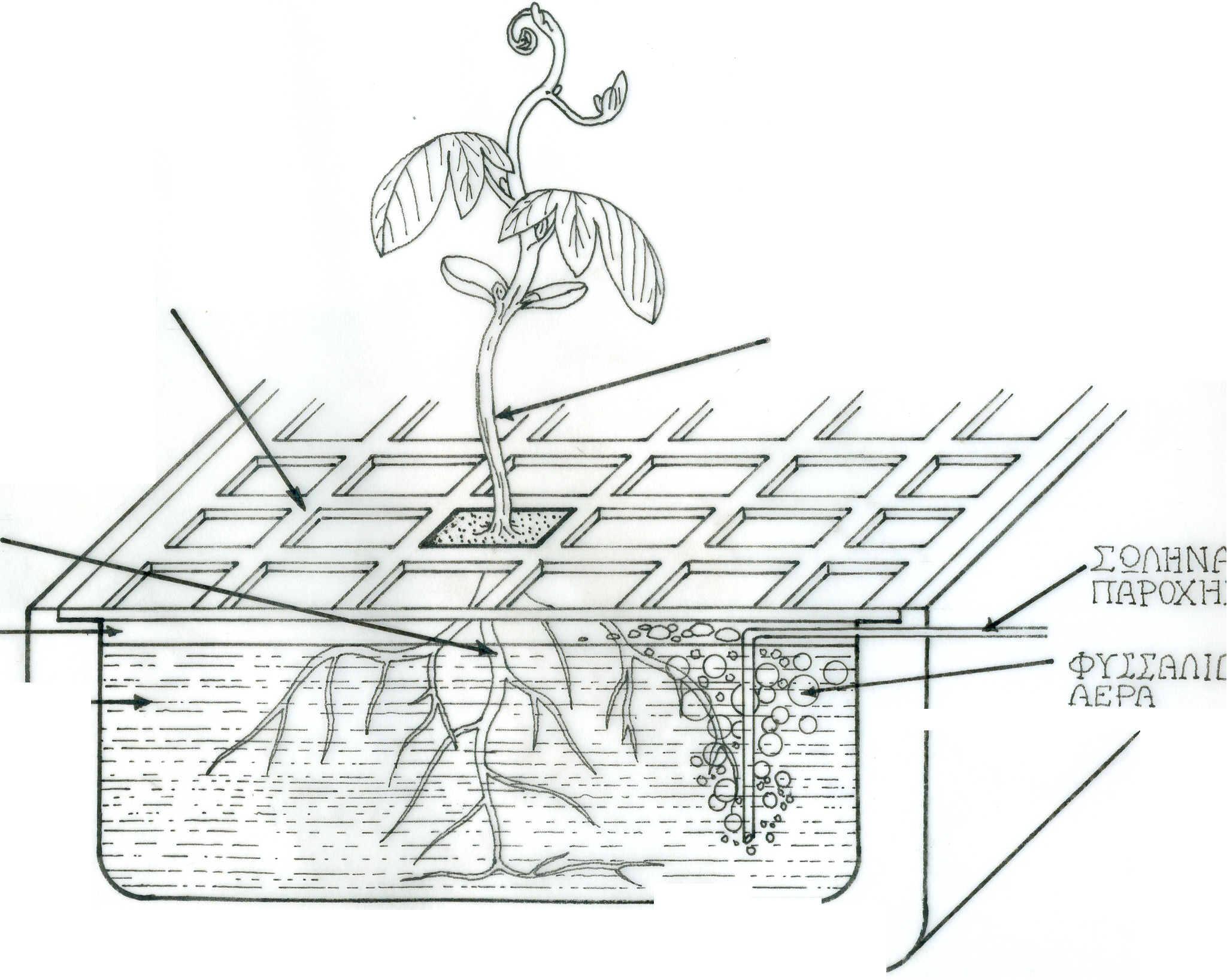 Σχηματική απεικόνιση υδροκαλλιέργειας σε θρεπτικό διάλυμα που διατηρείται στάσιμο