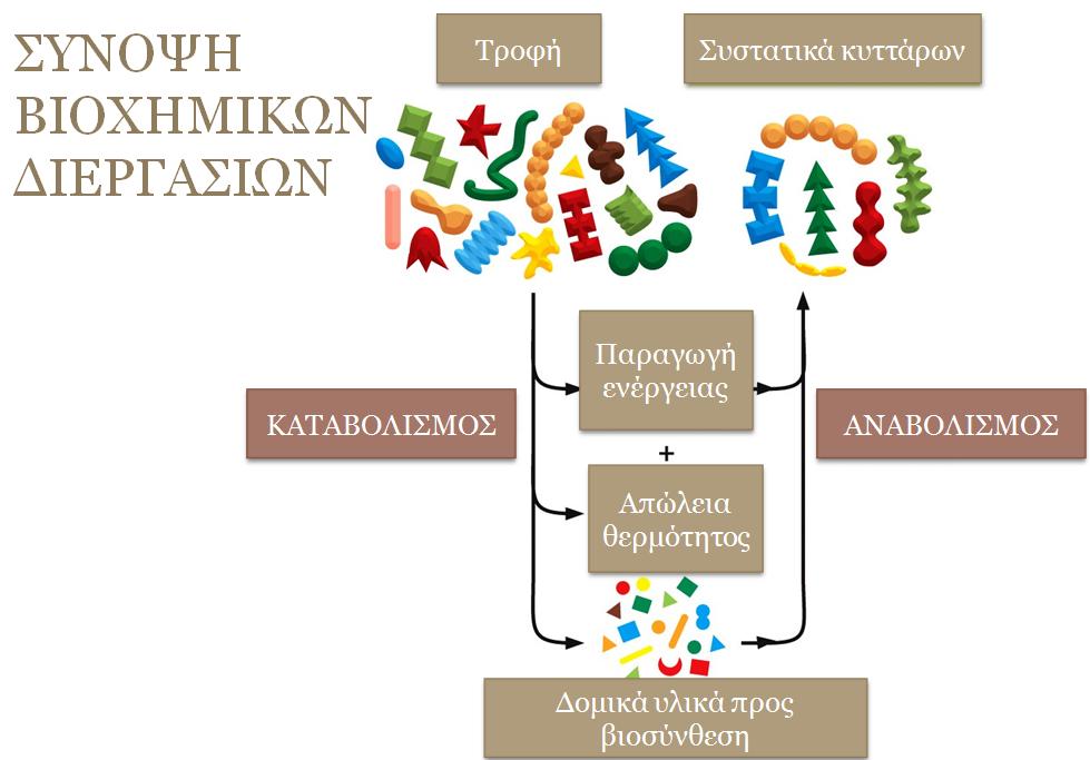 ΕΝΕΡΓΕΙΑ ΚΑΙ