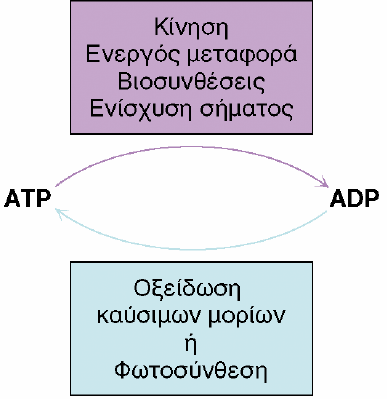 Ομεηδσηηθή θσζθνξπιίσζε Η ελέξγεηα πνπ ρξεηάδεηαη θαζεκεξηλά ν άλζξσπνο (άλδξαο, θαζηζηηθή δσή, 70 Κg) = 2000 Kcal Απαηηείηαη πνζφηεηα 83 Kg ATP Όκσο ν άλζξσπνο δελ έρεη παξά κφλν 250 g ATP αλά πάζα