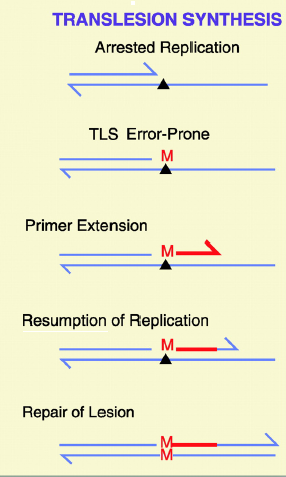 Translezijska sinteza - TLS Inducibilni mehanizam uključen u toleranciju oštećenja Replicira lanac koji sadrži oštećenje Jedan je od niza odgovora ćelije na