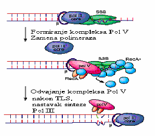 RecA* omogućava post-translacionu obradu UmuD proteina u aktivnu formu UmuD Kompleks UmuD 2 C je DNK Pol V koja vrši translezijsku sintezu Pol V nema editorsku funkciju (egzonukleaznu funkciju), ne