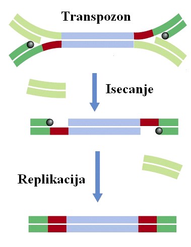 Mehanizmi transpozicije Konzervativna transpozicija Isecanje transpozona sa