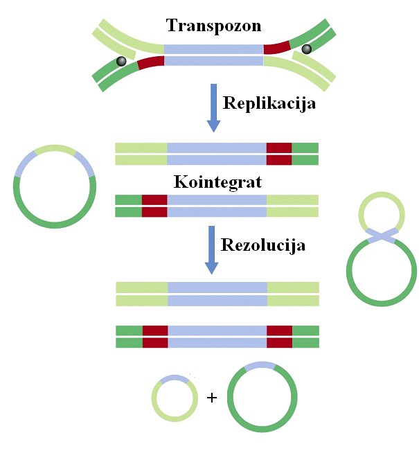 Mehanizmi transpozicije Replikativna transpozicija Pojava nove kopije transpozona na drugom mestu