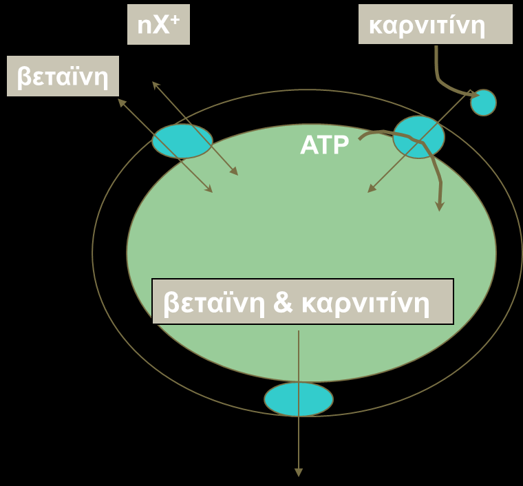 ΠΡΟΣΑΡΜΟΓΗ ΤΩΝ ΜΙΚΡΟΟΡΓΑΝΙΣΜΩΝ ΣΤΗΝ ΩΣΜΩΣΗ(OSMOREGULATION) συγκέντρωση συμβατών