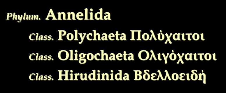 Phylum. Annelida Class. Polychaeta Πολύχαιτοι Class.