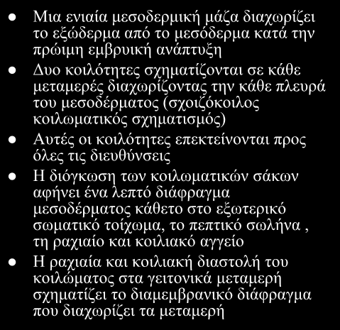 Ανάπτυξη μεταμερικού κοιλωματικού διαστήματος: Σχοιζόκοιλο Μια ενιαία μεσοδερμική μάζα διαχωρίζει το εξώδερμα από το μεσόδερμα κατά την πρώιμη εμβρυική ανάπτυξη