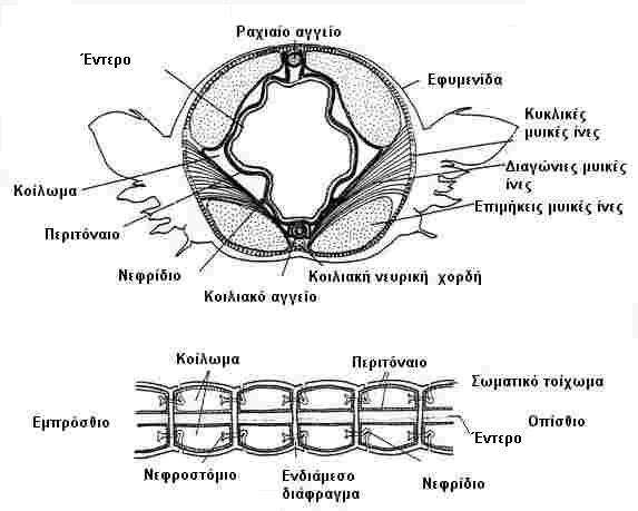 Τομή