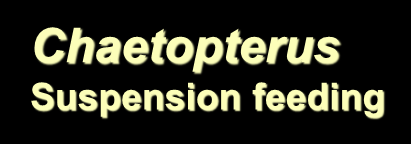 Chaetopterus Suspension feeding Στόμα Πτερυγιόμορφο
