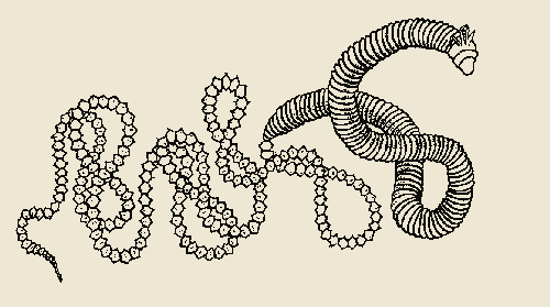 Polychaete