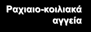 Κυκλοφορικό σύστημα ολιγοχαίτων Ραχιαιο-κοιλιακά αγγεία