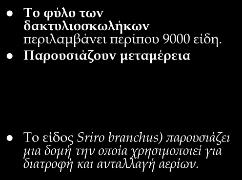 Φύλο : Annelida Το φύλο των δακτυλιοσκωλήκων