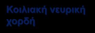 νεύρα Περφαρυγγικός δακτύλιος