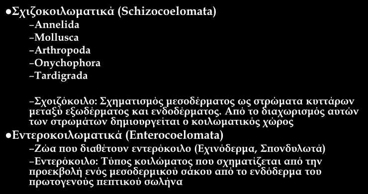 Κοιλωματικά ή Ευκοιλωματικά Ζώα Σχιζοκοιλωματικά (Schizocoelomata) Annelida Mollusca Arthropoda Onychophora Tardigrada Σχοιζόκοιλο: Σχηματισμός μεσοδέρματος ως στρώματα κυττάρων μεταξύ εξωδέρματος