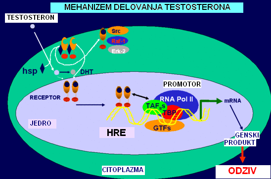 Slika 4: Mehanizem delovanja testosterona. Prirejeno po: (http://www.endotext.org/male/male3/index.html) (8).