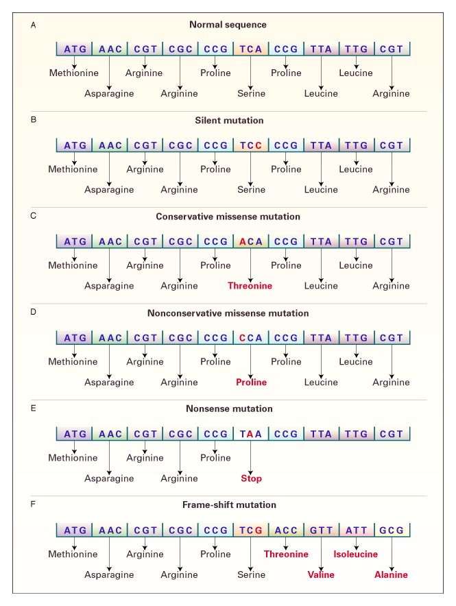Single Nucleotide