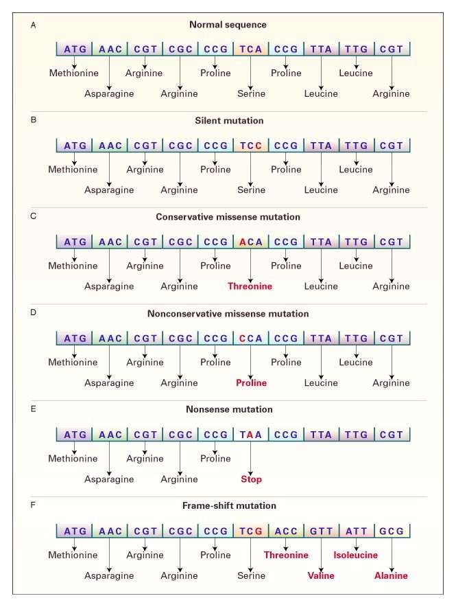 Single Nucleotide