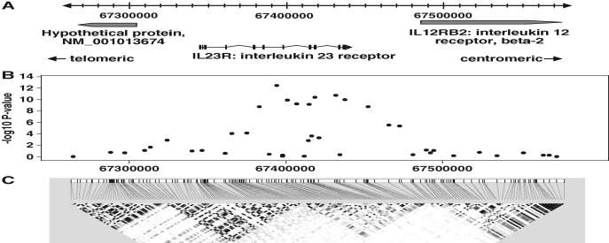 A Genome Wide Association Study identifies IL23 as an Inflammatory Bowel Disease Gene.