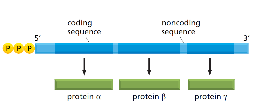 Zorenje mrna Pri prokariontih se lahko RNA prepis direktno