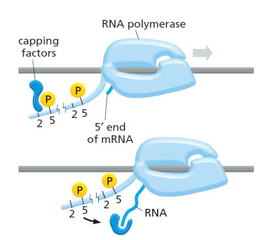 Zorenje mrna Struktura 5 kape: Dodajanje 7mG-kape na 5 konec RNA je prva