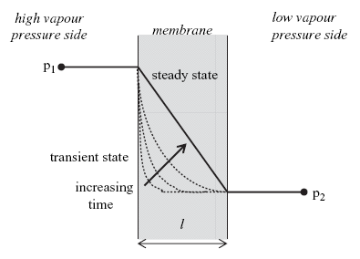 Διαπερατότητα ΔΙΑΠΕΡΑΤΟΤΗΤΑ (permeability) _ P = D x S D = συντελεστής διάχυσης της ουσίας που διαπερνά το