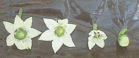 9: άνθη πιπεριάς σε διάφορα στάδια ανάπτυξης Τα άνθη είναι μονήρη στις διακλαδώσεις των βλαστών και έχουν μίσχο περίπου 1,5 εκ. μήκος.