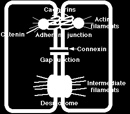Επιθηλιακός Ιστός Συνδέσεις πρόσδεσης (anchoring junctions) Προσφέρουν μηχανική σταθερότητα σε ομάδες κυττάρων ώστε να μπορούν να λειτουργούν σαν μια