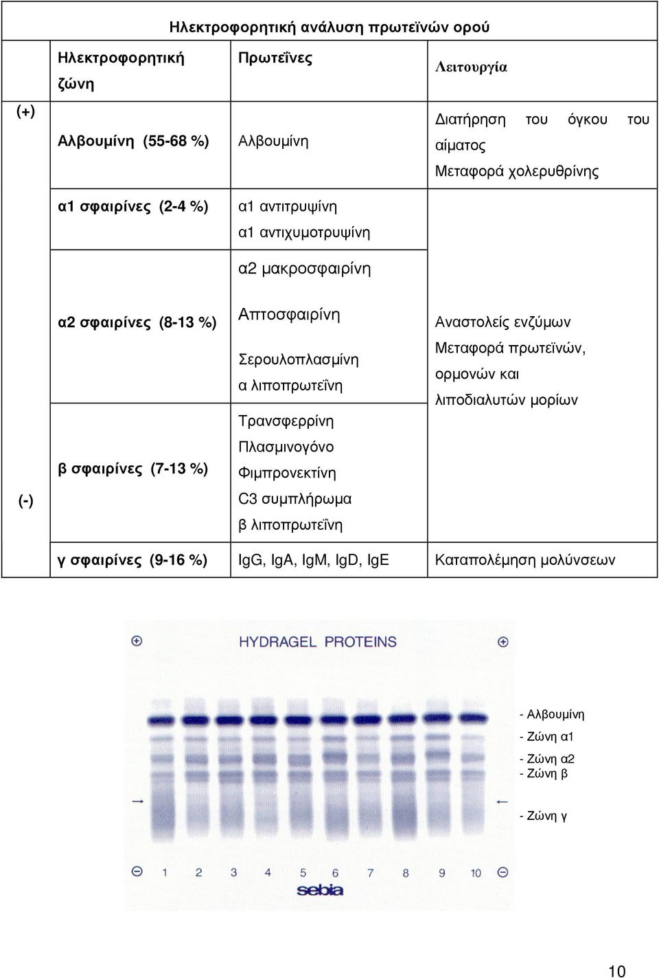 Σερουλοπλασµίνη α λιποπρωτεΐνη Τρανσφερρίνη Μεταφορά πρωτεϊνών, ορµονών και λιποδιαλυτών µορίων β σφαιρίνες (7-13 %) Πλασµινογόνο Φιµπρονεκτίνη (-)