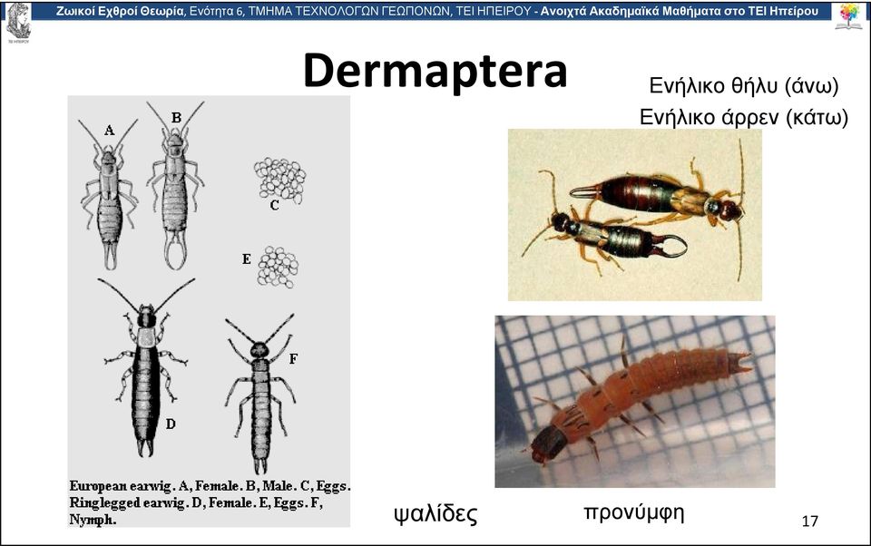 Ακαδημαϊκά Μαθήματα στο ΤΕΙ Ηπείρου Dermaptera