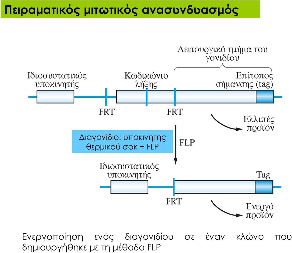 FLP Ενεργοποίηση ενός διαγονιδίου σε