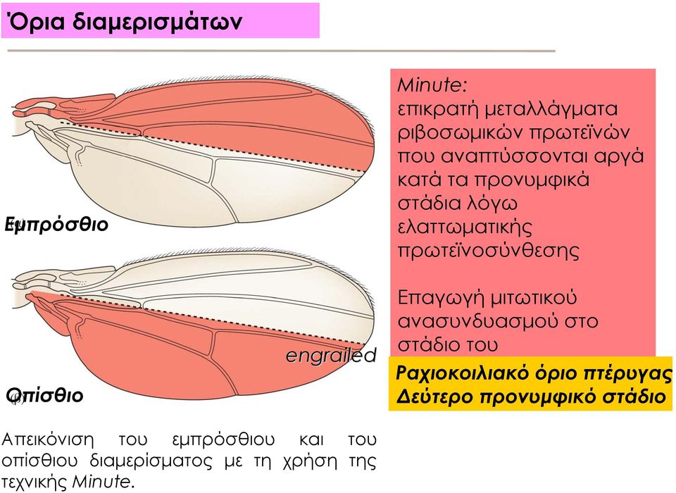 Επαγωγή μιτωτικού ανασυνδυασμού στο στάδιο του βλαστοδέρματος Ραχιοκοιλιακό όριο πτέρυγας Δεύτερο