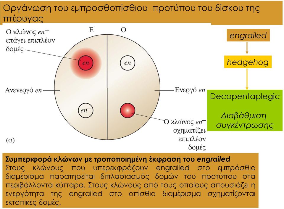 engrailed στο εμπρόσθιο διαμέρισμα παρατηρείται διπλασιασμός δομών του προτύπου στα περιβάλλοντα κύτταρα.