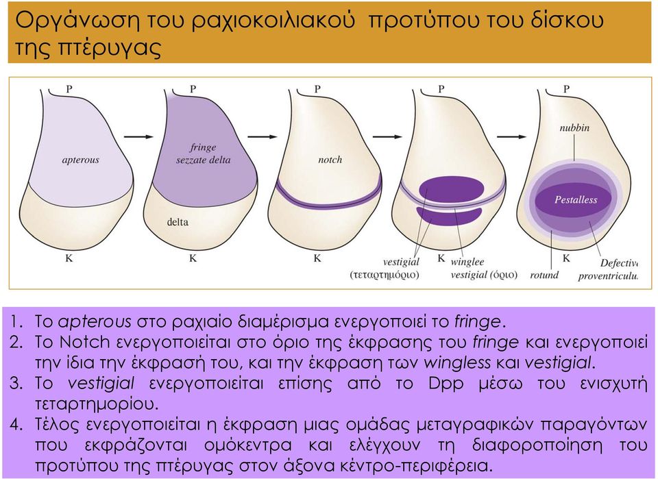 vestigial. 3. Τo vestigial ενεργοποιείται επίσης από το Dpp μέσω του ενισχυτή τεταρτημορίου. 4.