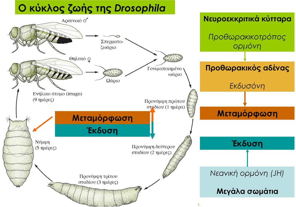 Προθωρακικός αδένας Εκδυσόνη Μεταμόρφωση