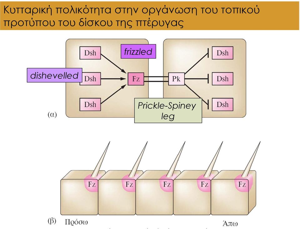 του δίσκου της πτέρυγας