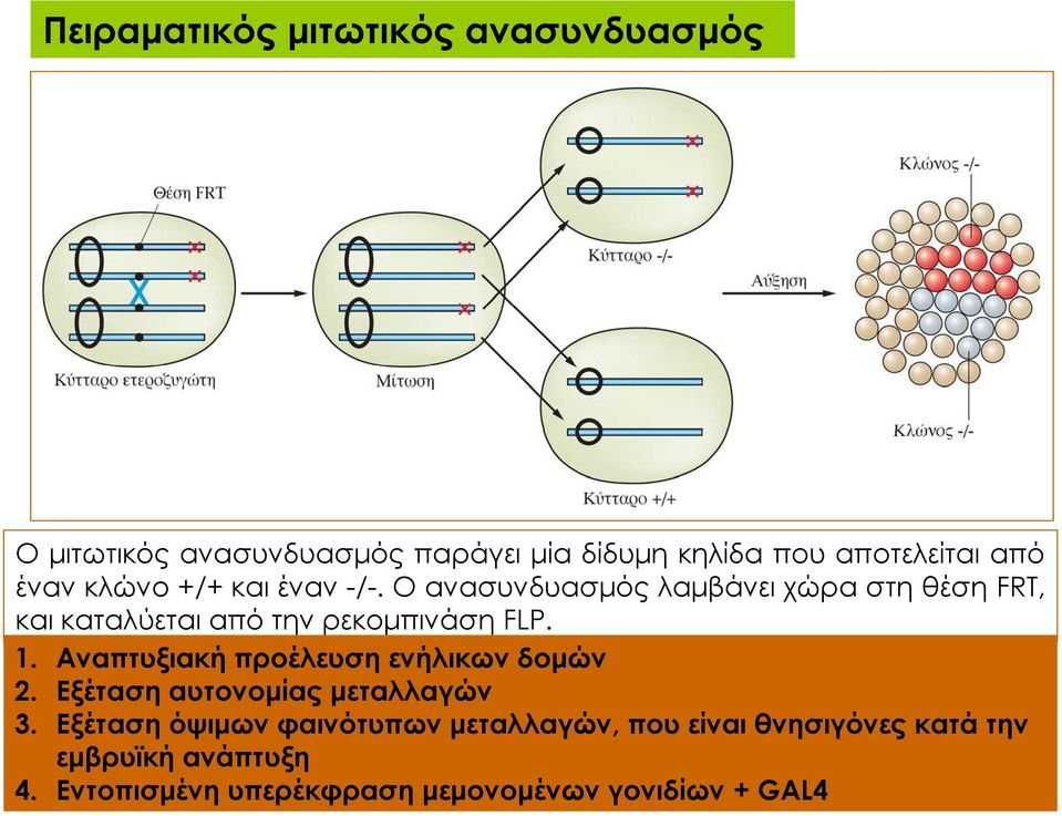 Ο ανασυνδυασμός λαμβάνει χώρα στη θέση FRT, και καταλύεται από την ρεκομπινάση FLP. 1.