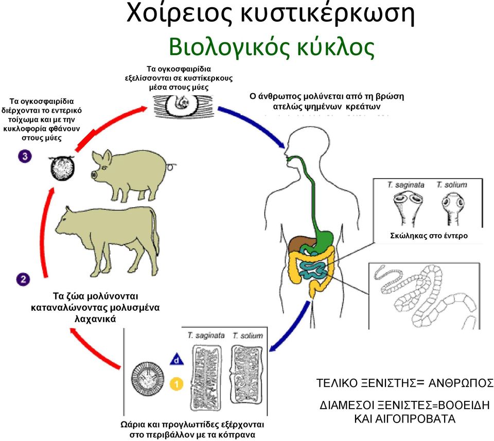κυστίκερκους μέσα στους μύες Βιολογικός κύκλος Σκώληκας στο έντερο Τα ζώα μολύνονται καταναλώνοντας μολυσμένα λαχανικά