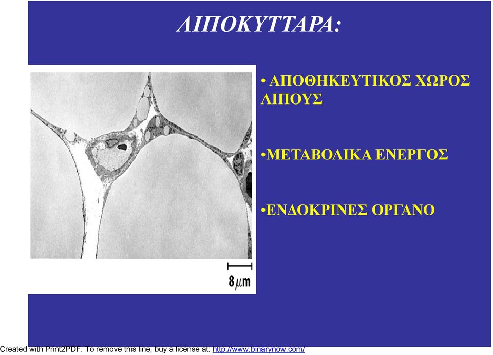 ΧΩΡΟΣ ΛΙΠΟΥΣ