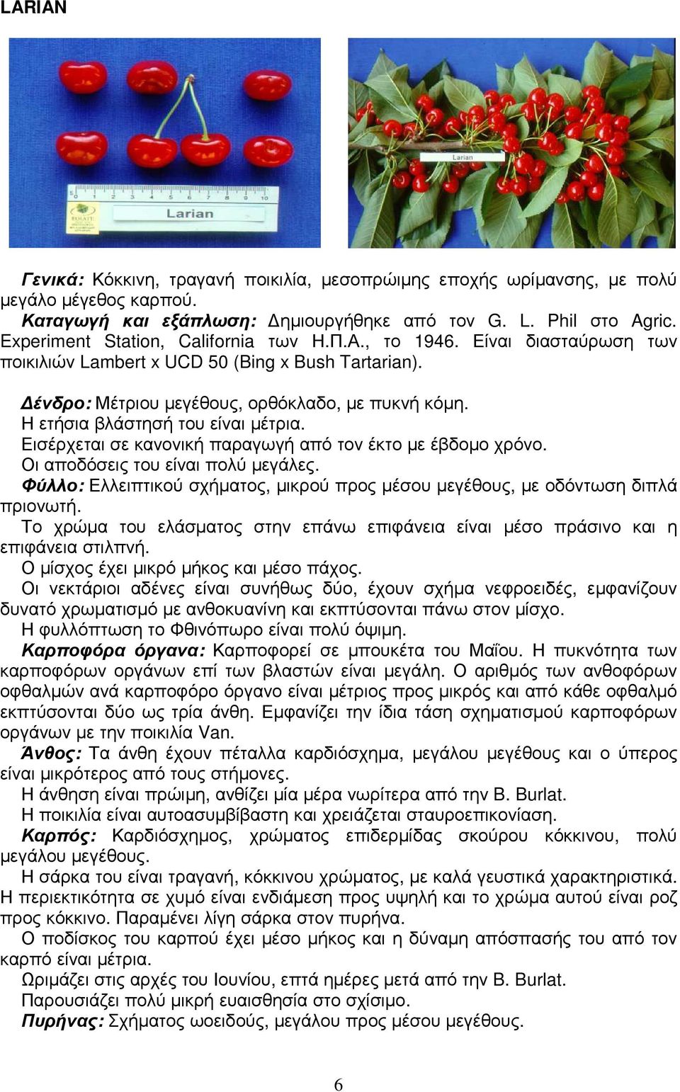 Η ετήσια βλάστησή του είναι µέτρια. Εισέρχεται σε κανονική παραγωγή από τον έκτο µε έβδοµο χρόνο. Οι αποδόσεις του είναι πολύ µεγάλες.