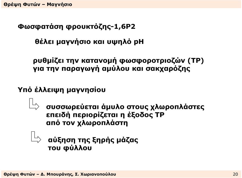 συσσωρεύεται άµυλο στους χλωροπλάστες επειδή περιορίζεται η έξοδος ΤΡ από τον